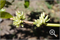 Flower (Buds) of Geisha coffee tree