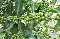 Coffee beans of Geisha (May)