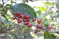 Coffee beans of Geisha in the harvest (February)