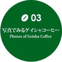 写真でみるゲイシャコーヒー