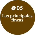 Las principales fincas